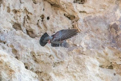 Flying pigeon Foto stock