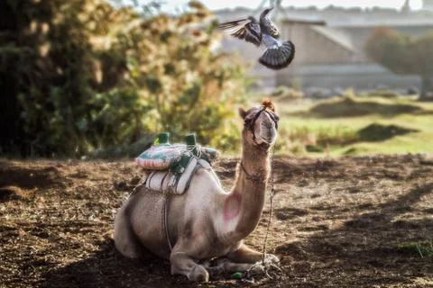 Flying Pigeon playing with setting camel in the early morning Stock Photos