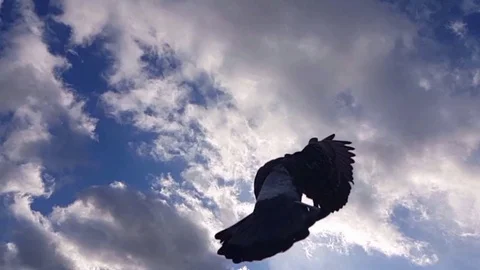 Flying pigeon, slow motion Stock Footage 83245788