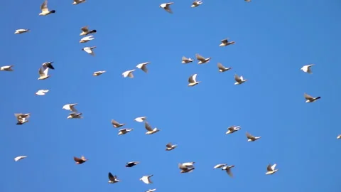 Flying pigeons on blue sky background. Group of birds flying at the same time. 스톡 동영상 251588995