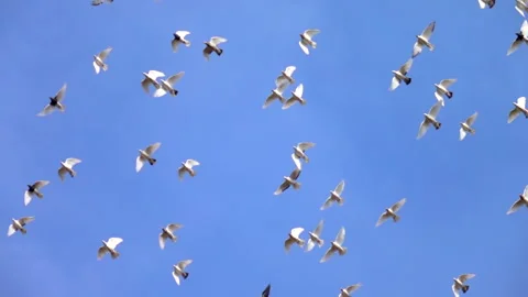 Flying pigeons on blue sky background. Group of birds flying at the same time. Stock Footage 251589764