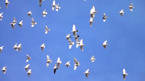 Flying pigeons on blue sky background. Group of birds flying at the same time. 스톡 동영상 251589768