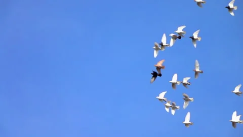 Flying pigeons on blue sky background. Group of birds flying at the same time. 스톡 동영상 251589861