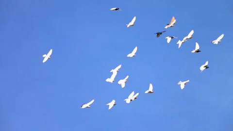 Flying pigeons on blue sky background. Group of birds flying at the same time. 스톡 동영상 251589947