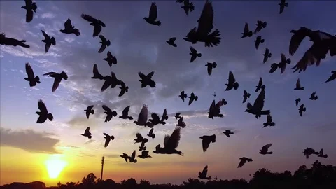 Flying pigeons Stock Footage 129996058