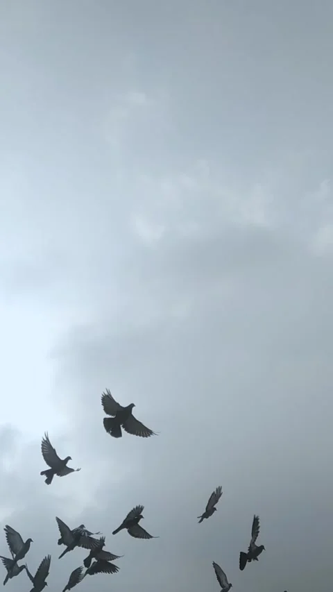 Flying pigeons Stock Footage 282959516