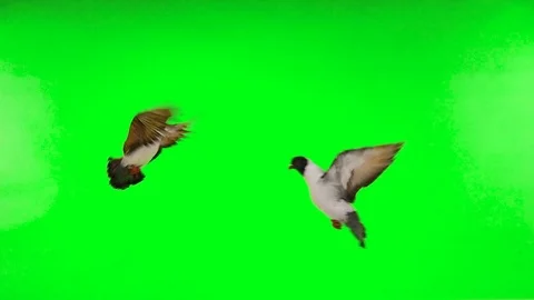 Flying pigeons in an isolated green screen. slow motion Stock Footage 123701446