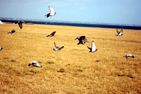 Flying pigeons Foto stock