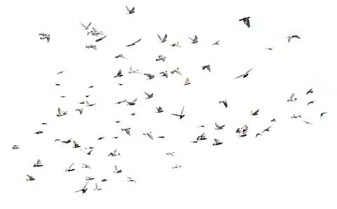 Flying pigeons Stock Photos
