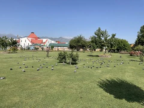 Flying pigeons Stock Photos