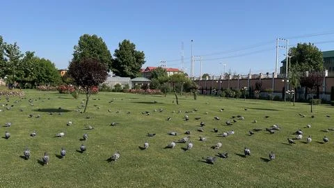 Flying pigeons Stock Photos