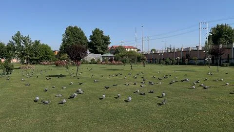 Flying pigeons Stock Photos