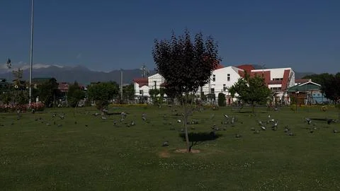 Flying pigeons Foto stock