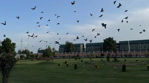 Flying pigeons Stock Photos