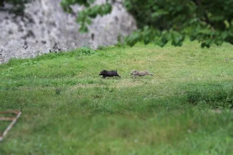 Flying pigs Stock Photos