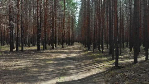 Flying in a pine forest on a sunny day Stock Footage 108748045