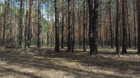 Flying in a pine forest on a sunny day Stock Footage 108748149