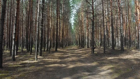 Flying in a pine forest on a sunny day Stock Footage 108748306