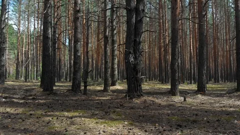 Flying in a pine forest on a sunny day Stock Footage 108748524