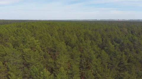 Flying in a pine forest on a sunny day Stock Footage 108748665