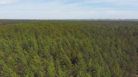 Flying in a pine forest on a sunny day Stock Footage 108748820