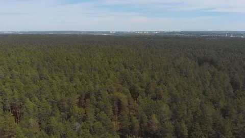 Flying in a pine forest on a sunny day Stock Footage 108748933