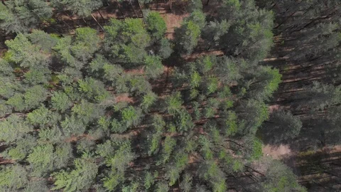 Flying in a pine forest on a sunny day Stock Footage 108748974
