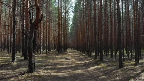 Flying in a pine forest on a sunny day Stock Footage 108749013
