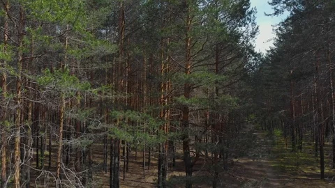 Flying in a pine forest on a sunny day Stock Footage 108749027