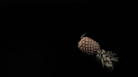 Flying pineapple, close up at ripe pineapple spinning on a black background Stock Footage 152789436