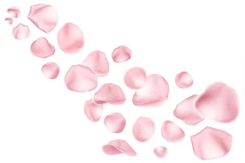 Flying pink rose petals on white background Stock Photos