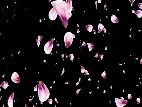 black rose petals flying background - Playground