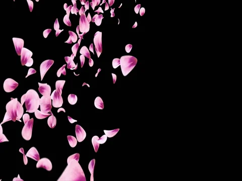 Flying Pink Rose Sakura Flower Petals Falling Placeholder Alpha matte Loop 4k Stock Footage 71898057