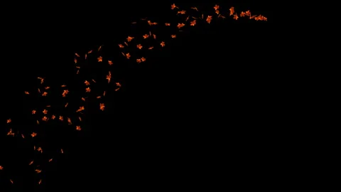 Flying plumes of crumbling yellow maple leaves Stock Footage 284485333