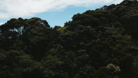 Flying point of view passing over trees on hill beside the coast, New Zealand Stock Footage 90268888