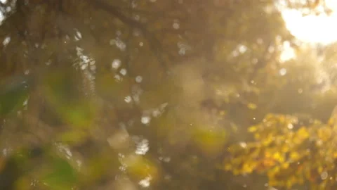 Flying pollen in the air. Stock-Footage 151967502