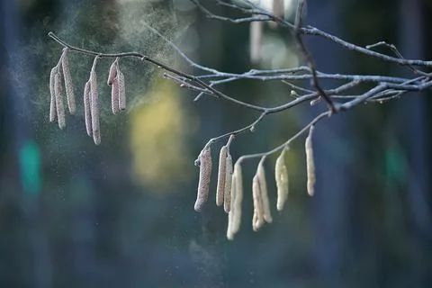 Flying pollen out of the Common hazel catkins, Corylus avellana, spring allergen Stock Photos