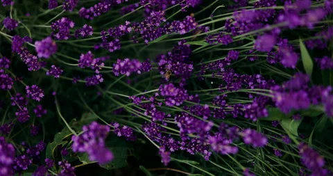 Flying Pollinating Bee On Lavender Flowers. Selective Focus. Stock Footage 252637413