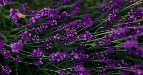 Flying pollinating bee lavender flowers Stock Footage 252639881