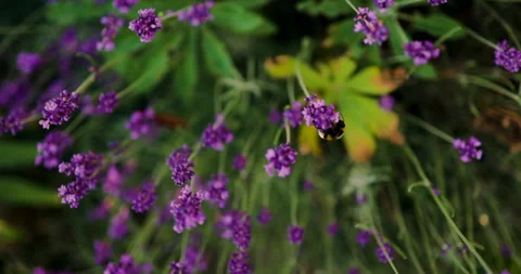 Flying Pollinating Bumblebee On Lavender Flowers. Selective Focus. Stock Footage 252638422