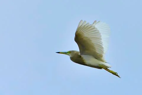 Flying Pond Herons Stock Photos