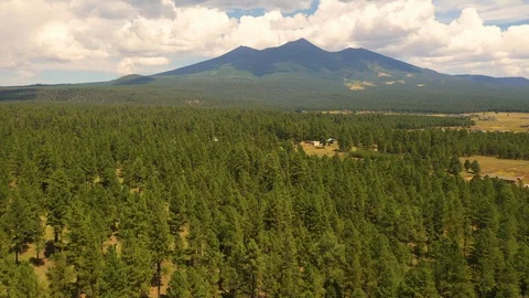 Flying Ponderosa Pine Forest 库存影片 117178106