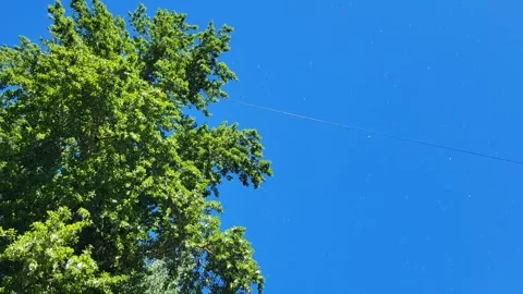 Flying poplar fluff and green poplar leaves against a blue sky Stock Footage 337137778