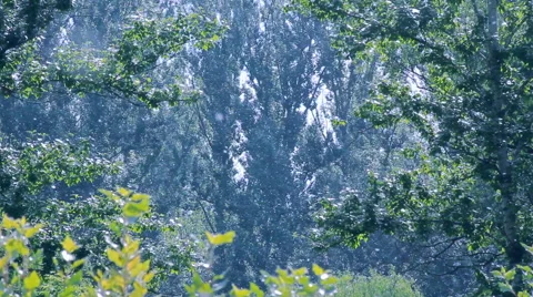 Flying Poplar Fluff Stock Footage 63563458