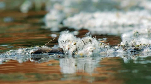 Flying Poplar Fluff Stock Footage 63567921