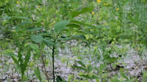 Flying Poplar Fluff Stock Footage 63570191