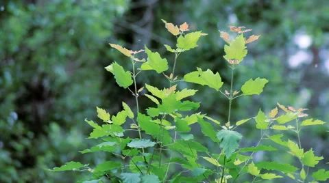 Flying Poplar Fluff Stock Footage 63570536