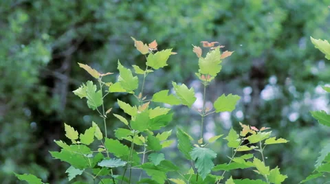 Flying Poplar Fluff Stock Footage 63570672