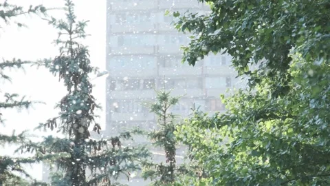 Flying poplar fluff at natural sun light surrounded by trees, spruce and city Stock-Footage 167334257