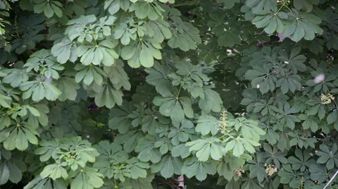 Flying poplar fluff season, fluff blowing, allergies, trees Stock Footage 38895824